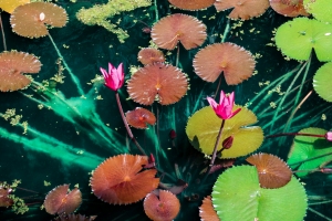 Cedar Lakes Woods and Gardens